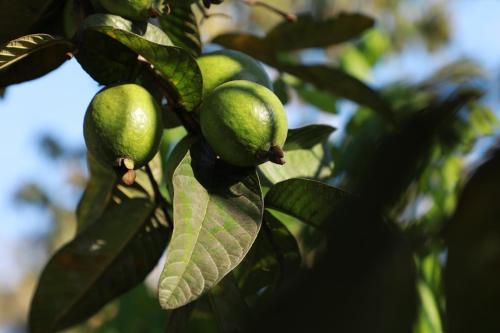 a bunch of green fruit on a tree at Periyar Homes Plantation Stay in Thekkady
