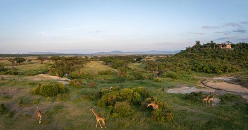 a group of giraffes standing in a field at Saruni Eagle View in Naboisho