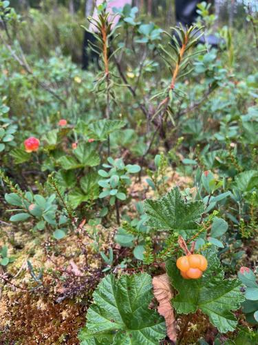 a group of plants with orange fruits on them at Luxury Villa Rahavaara in Joensuu