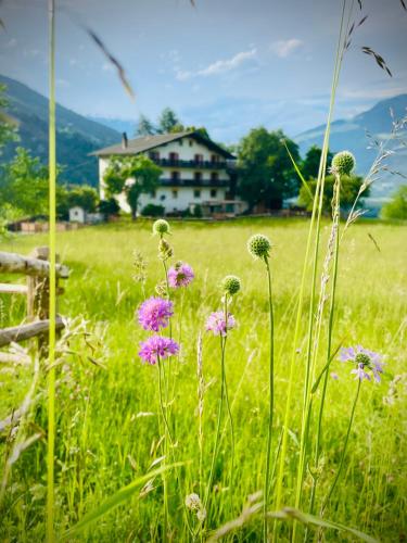 a field with purple flowers in front of a house at Plasur - Apartement Bella Vista in Montechiaro