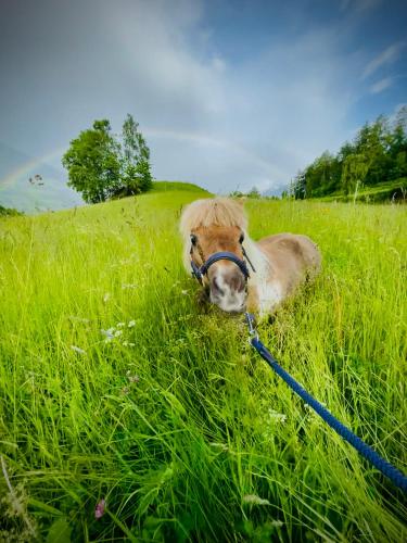 a horse is laying in a field of grass at Plasur - Apartement Bella Vista in Montechiaro
