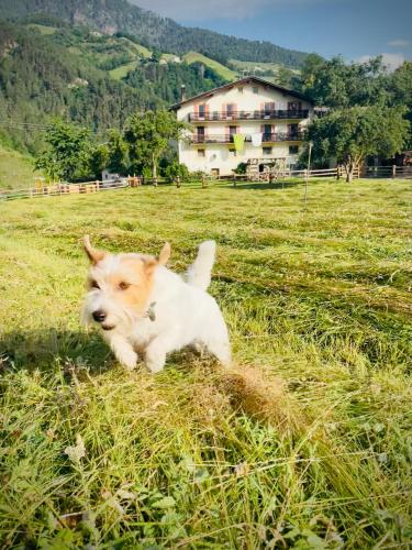 a dog running in a field of grass at Plasur - Apartement Bella Vista in Montechiaro