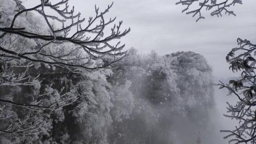 a misty forest with trees on a mountain at Family Hotel Zhangjiajie in Zhangjiajie