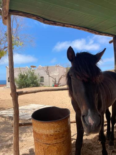 a horse standing under a tent next to a barrel at Riad Sahara Sunset Beach Douira in Agadir