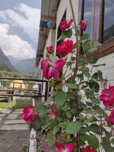 a bush of pink roses growing next to a building at Himtrek Stay Kasol in Kasol