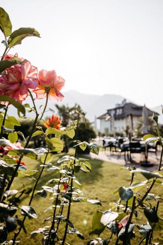a group of flowers are growing in a yard at Hotel Gantkofel in Andrian