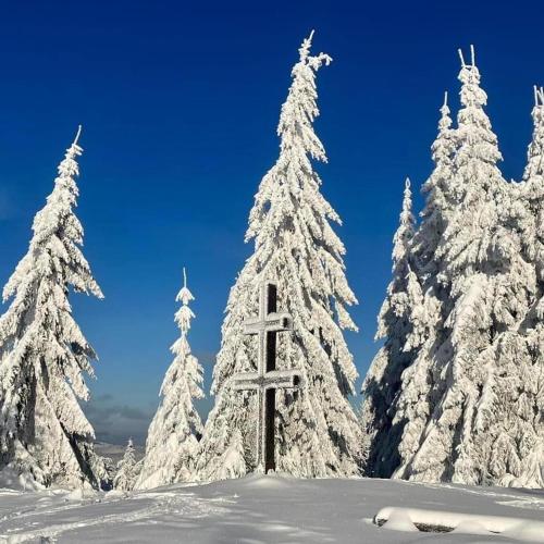 a group of christmas trees covered in snow at Horský Hotel Podjavorník in Papradno