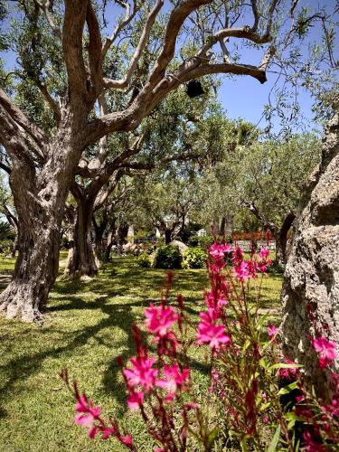 a row of trees with pink flowers in a park at Hotel Boutique Ideal in Ischia