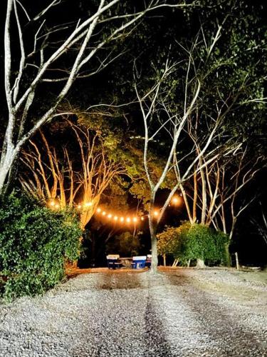a group of trees with lights in a park at night at Paraiso del Cauca in Jericó