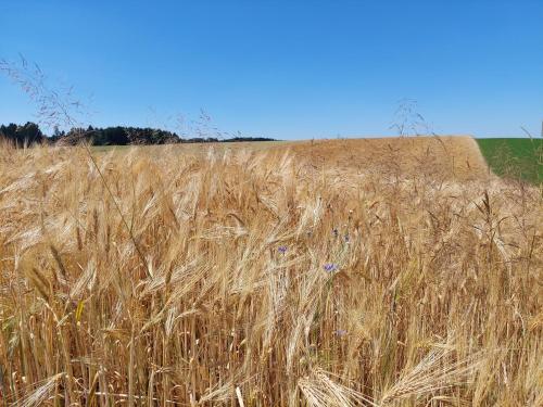 a large field of wheat with a haystack at Ferienparadies Haus Monica in Weikertsham