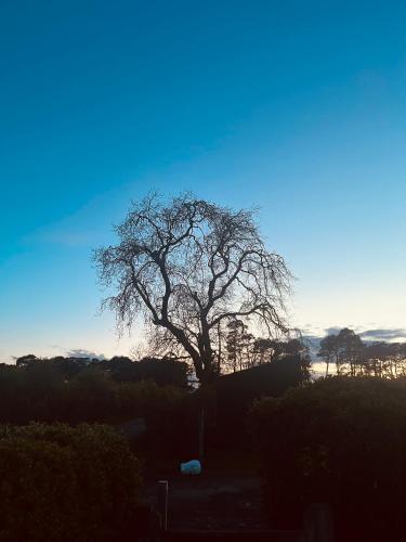 a tree standing in the middle of a field at Stewards Bothy in Cornhill-on-tweed