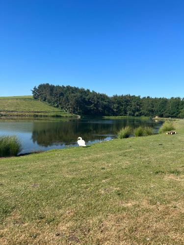 a goose sitting on the grass next to a lake at Stewards Bothy in Cornhill-on-tweed