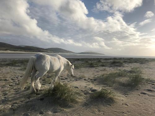 a white horse standing on a sandy beach at Taigh Marsaili in Luskentyre