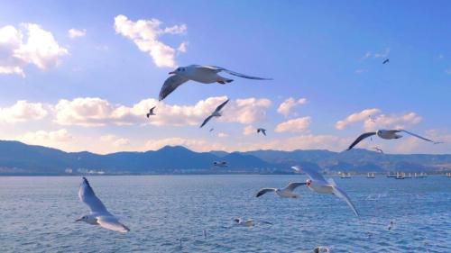 a flock of seagulls flying over a body of water at InterContinental Kunming by IHG in Kunming
