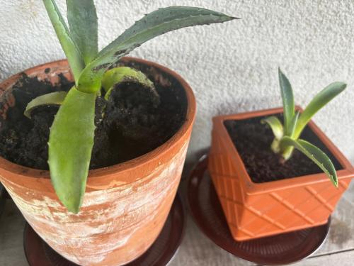 two potted plants are sitting next to each other at ARTgroturystyka Przystanek Błotna in Ostrów Podlaski