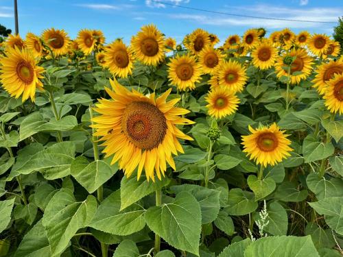 a large group of sunflowers in a field at Agriturismo Salcino in Grosseto