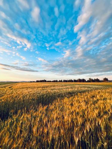 a field of wheat under a cloudy sky at Agriturismo Salcino in Grosseto