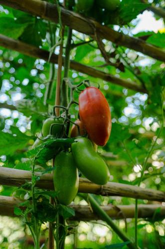 a bunch of green peppers hanging from a tree at Rosa e Valentino in Ravello