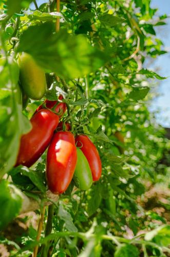 a group of red peppers growing on a plant at Rosa e Valentino in Ravello