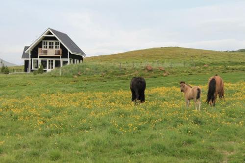 Tiere im Ferienhaus oder in der Nähe