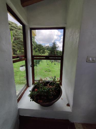 a window with a plant in a bowl on a window sill at Casa de campo vacacional "Tres Soles" en Xico, Veracruz in Xico