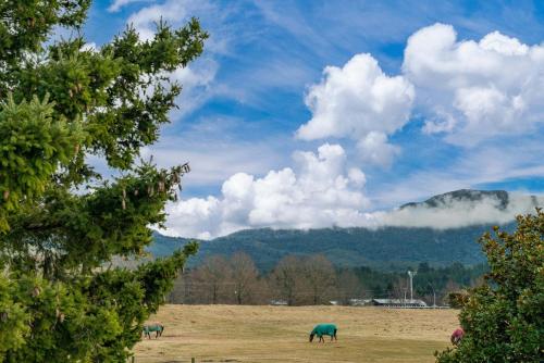 two horses grazing in a field with mountains in the background at Riverside Haven - Turangi Holiday Home in Turangi