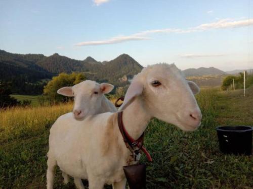 two sheep standing next to each other in a field at Agroturystyka Pod Zamczyskiem in Sromowce Wyżne