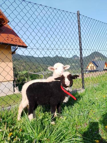 a goat standing next to a fence with a frisbee in its mouth at Agroturystyka Pod Zamczyskiem in Sromowce Wyżne