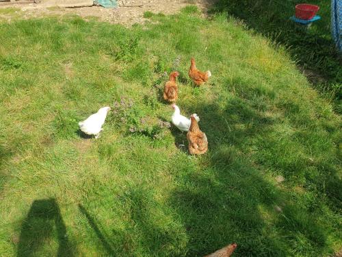 a group of chickens standing in the grass at La longère in Saint-Hilaire-en-Woëvre