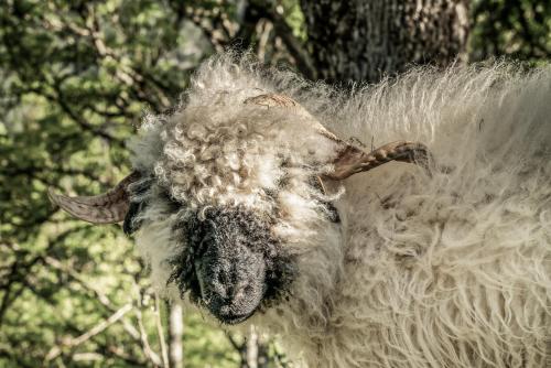 Animales en el chalet de montaña o alrededores