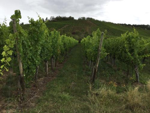 a row of wine grapes in a vineyard at Ferienwohnung Silvaner in fränkischer Weinregion in Ipsheim