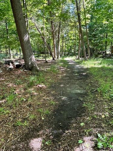 a dirt trail in the woods with a tree at The Amazing Escape in Manistee