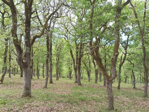 a wooded area with trees and green grass at Maison sur le causse du Quercy Lot 46 in Cremps