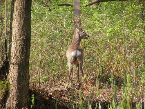 a deer standing in the woods between two trees at Borówkowa Agroturystyka Nad Morzem in Darłowo