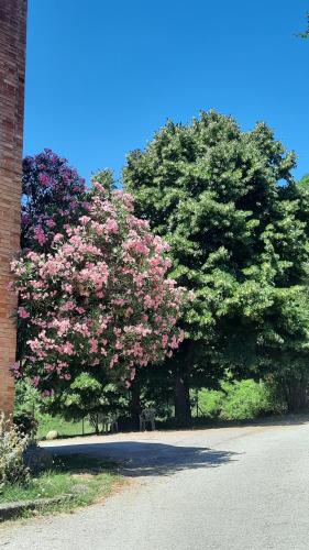 two trees with pink flowers on the side of a street at Casa Falerno in Città di Castello