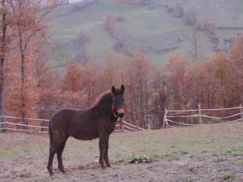 a black horse with a red nose standing in a field at Società Agricola Cacigolara in Borgo Val di Taro