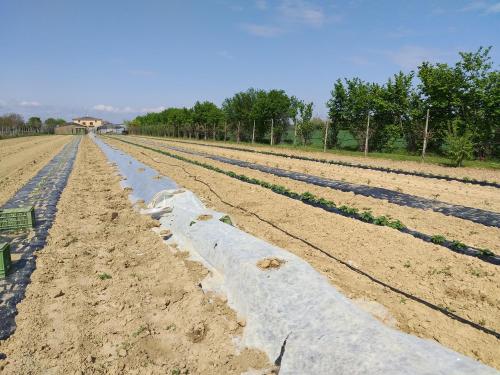 a field with rows of plants in it at Agriturismo Il Melograno in Tessera