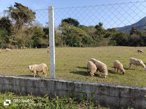 Animales en la casa vacacional o alrededores