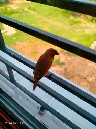a brown bird sitting on a window sill at Megh Balika Santiniketan Family Homestay, The Best Homestay in Santiniketan in Shānti Niketan