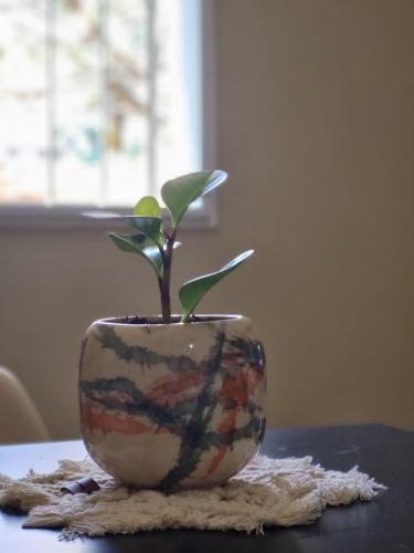 a plant in a vase sitting on a table at Apartamento Catamarca in San Fernando del Valle de Catamarca