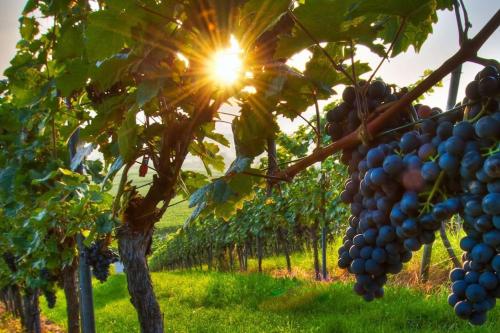 a bunch of grapes hanging from a tree in a vineyard at Le Casine di Tuscany Maremma Saturnia in Catabbio