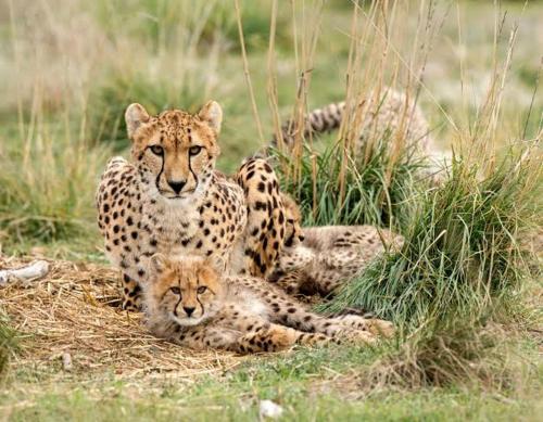 a couple of cheetahs laying in the grass at Thirty-Three Dinokeng Big 5 in Klipdrift