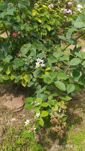 a bush with white flowers and green plants at Chambre chez l'habitant in Boudy