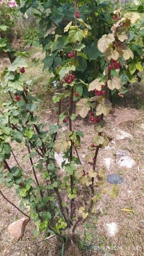 a small plant with red flowers in a garden at Chambre chez l'habitant in Boudy