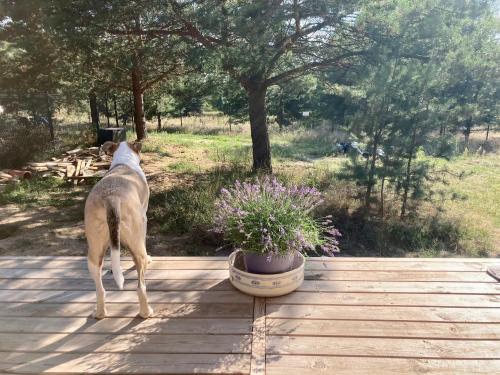 a dog standing on a deck next to a potted plant at Przystanek Naglady Warmia- całoroczny, duża leśna działka in Naglady