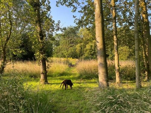 a horse grazing in the grass near some trees at Rivendell in Diss