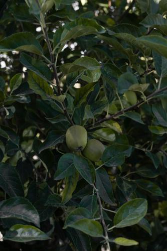 a bunch of green apples on a tree at Casa Michaus Valle de Guadalupe in Valle de Guadalupe