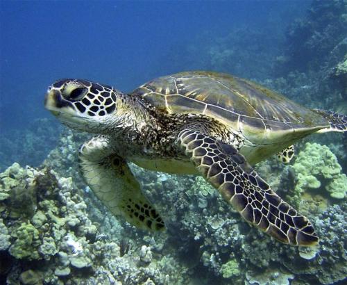 a green sea turtle swimming in the ocean at Luxury Beachfront Condo in Hauula
