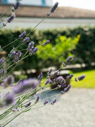 a bunch of purple flowers in a garden at Casa Fornace 28 in La Morra
