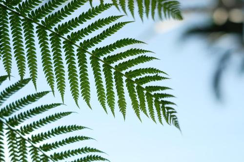 a green leaf of a plant with the sky in the background at Uddhara Ubud Villa in Ubud